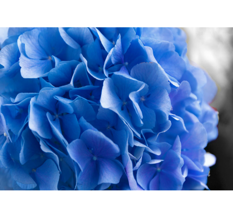 Fotobehang bloemen hortensia blauwe bloesems - TenStickers