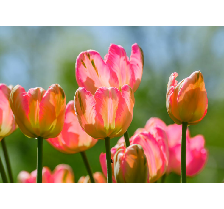 Grote roze tulpen fotobehang klaprozen - TenStickers