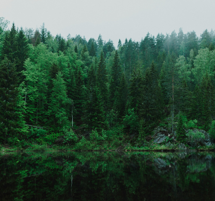 Diep bos met bomen fotobehang - TenStickers