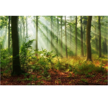 Behang bos natuurlijk licht in het bos - TenStickers