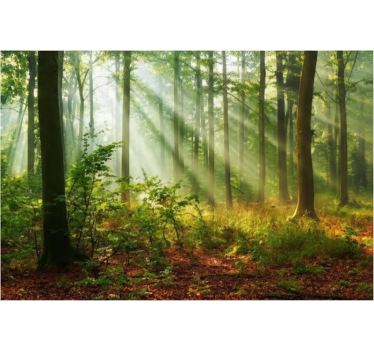 Behang bos zonovergoten ochtendbos - TenStickers