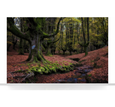 Behang bos betoverd herfstbos - TenStickers