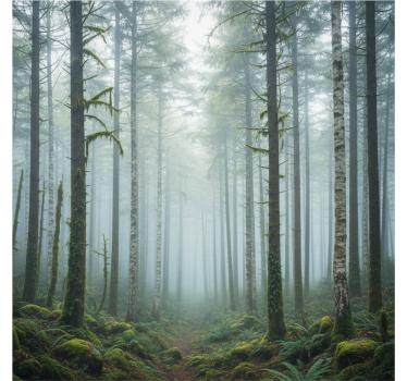 Behang bos atmosferische mist muurdecoratie - TenStickers