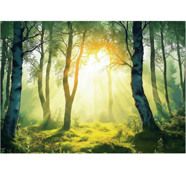 Behang bos zonovergoten berk muurdecoratie - TenStickers