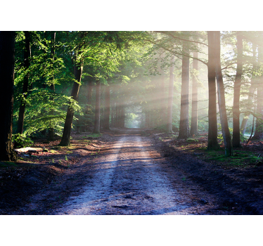 Fotobehang bomen donker bos met zonlicht - TenStickers