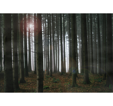 Fotobehang dunne lange bruine bomen - TenStickers