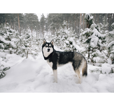 Winter bos en husky hond fotobehang behang - TenStickers