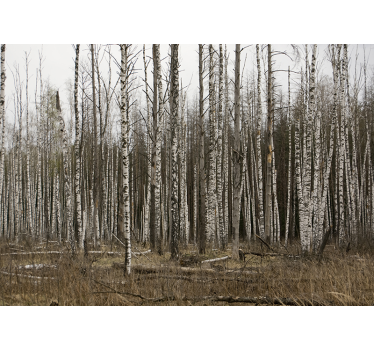 Foto behang bos berkenbos natuur retreat - TenStickers