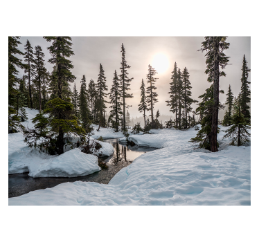 Fotobehang woonkamer bos Winter zonneschijn - TenStickers