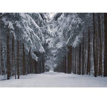 Besneeuwd dennenpad foto behang bos - TenStickers