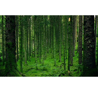 Foto behang bos groene woud - TenStickers