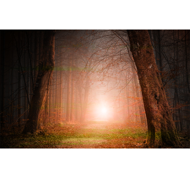 Mysterieus bospad foto behang bos - TenStickers
