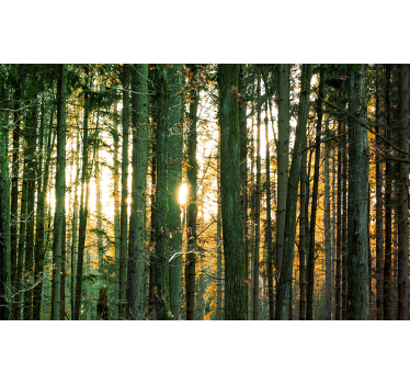 Stralend boszicht foto behang bos - TenStickers