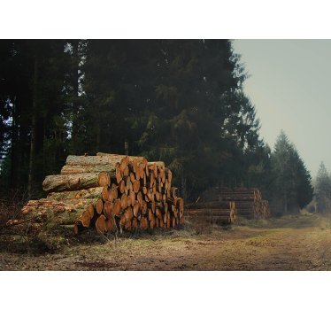 Houtstapels in het bos foto behang bos - TenStickers