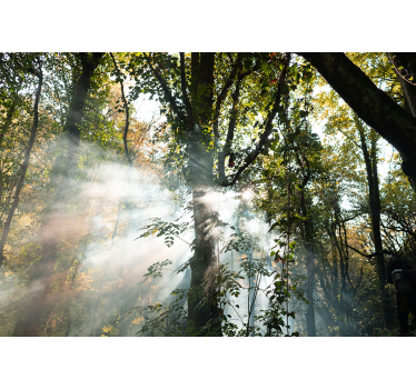 Serene bossfeer foto behang bos - TenStickers