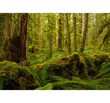 Behang bos weelderig boslandschap - TenStickers