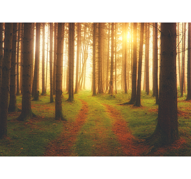 Behang bos woodland trail view - TenStickers
