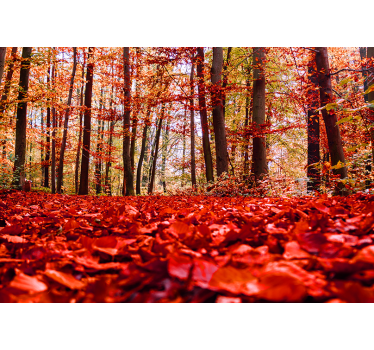 Herfstbladerdak foto behang bos - TenStickers