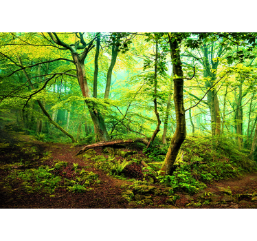 Foto behang bos levendig groen woud - TenStickers