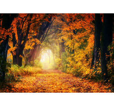 Foto behang bos herfstpad scène - TenStickers