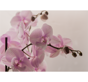 Trouwen fotobehang Orchidee ontwerp - TenStickers