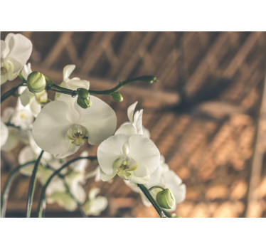 Orchideeën fotobehang elegante orchideeënbloesems - TenStickers