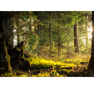 Foto behang bos serene groene landschap - TenStickers
