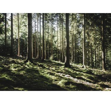 Foto behang bos rustige bos scène - TenStickers