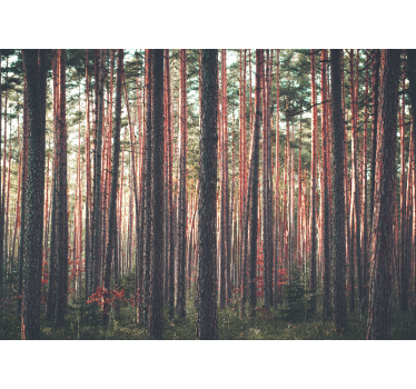 Foto behang bos rustige dennenbossen - TenStickers