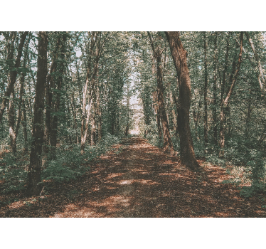 Foto behang bos serene boswandeling - TenStickers