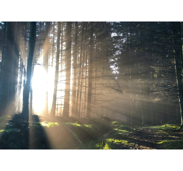 Foto behang bos verlichte bosweg - TenStickers