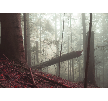 Foto behang bos mistige boslandschap uitzicht - TenStickers