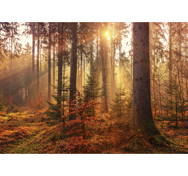 Zonnig bos gloed foto behang bos - TenStickers