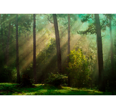 Foto behang bos betoverend boslandschap - TenStickers