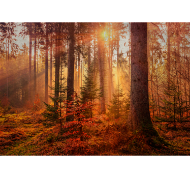 Foto behang bos stralende bosverlichting - TenStickers