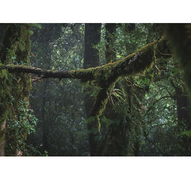 Foto behang bos weelderige groene boomtoppen - TenStickers