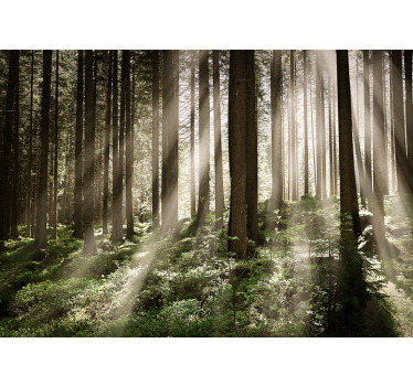 Foto behang bos stralende bosstralen - TenStickers