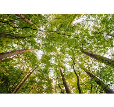Weelderig groen bladerdak foto behang bos - TenStickers