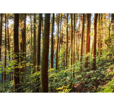 Foto behang bos weelderig groen woud - TenStickers