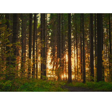 Behang bos sunset boom silhouetten - TenStickers