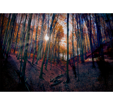 Foto behang bos zonovergoten herfstbos - TenStickers