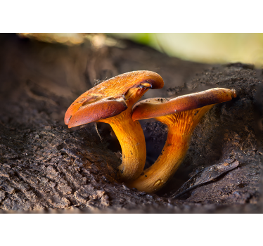 Foto behang bos paddenstoelen natuurtaferelen - TenStickers