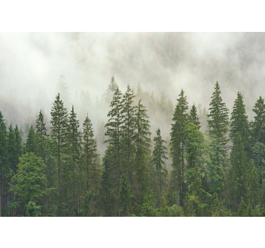 Foto behang bos haze in het woud - TenStickers