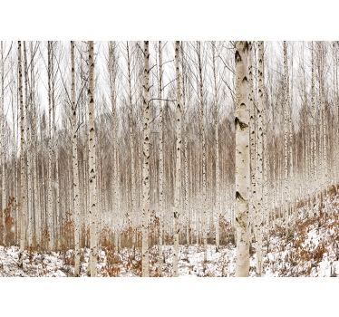 Foto behang bos sneeuwige berkenwoud - TenStickers