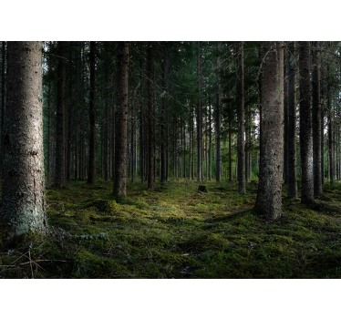 Rustig landschap foto behang bos - TenStickers