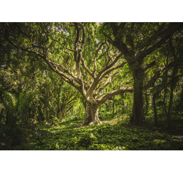 Foto behang bos majestueuze boomkruinen - TenStickers