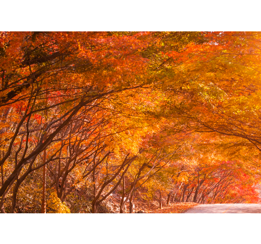 Foto behang bos herfstpad - TenStickers