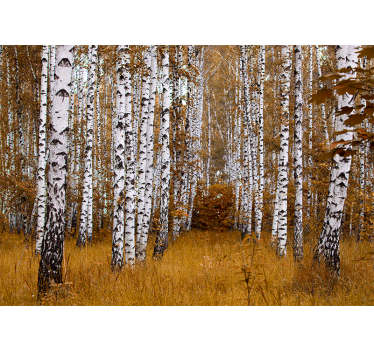 Berken Fotobehang bos - TenStickers