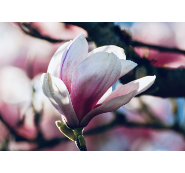 Orchideeën fotobehang zachte roze bloem - TenStickers