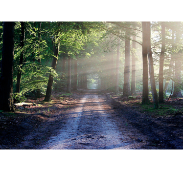 Verlicht bospad foto behang bos - TenStickers